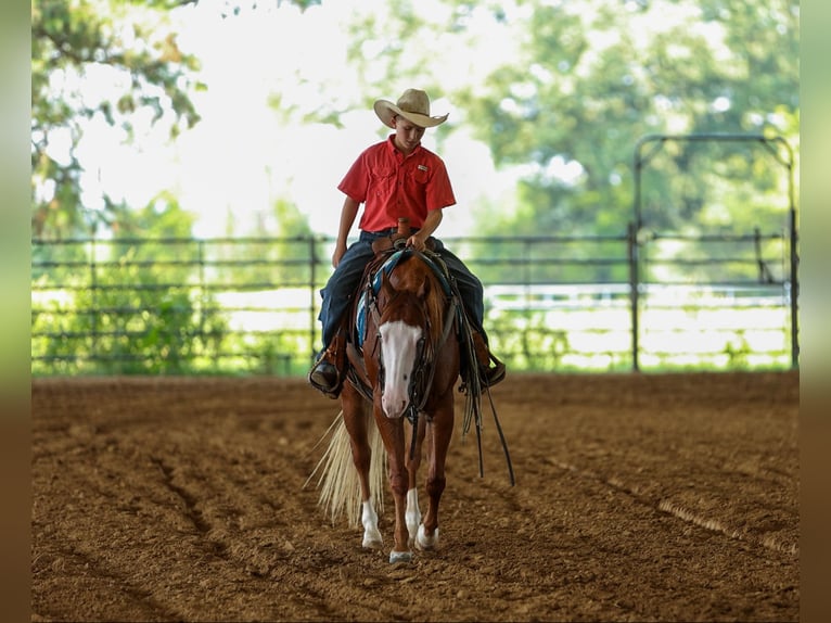 Poni cuarto de milla Caballo castrado 4 años Alazán rojizo in Quitman