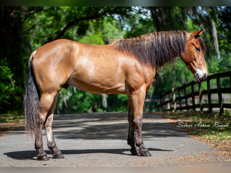 Poni cuarto de milla Caballo castrado 4 años Castaño rojizo in Ocala
