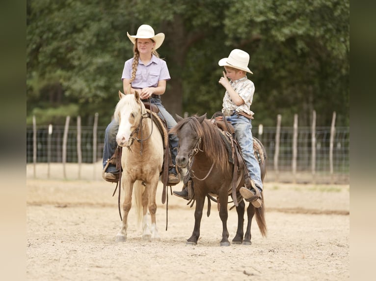 Poni cuarto de milla Caballo castrado 4 años Palomino in Bloomburg
