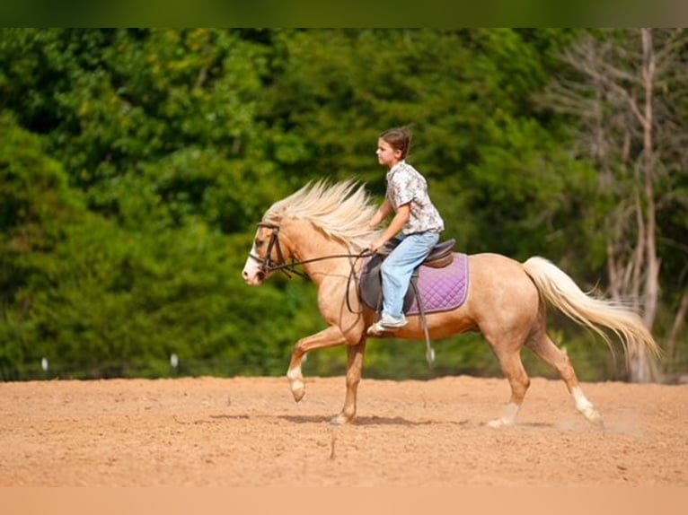 Poni cuarto de milla Caballo castrado 4 años Palomino in Bloomburg