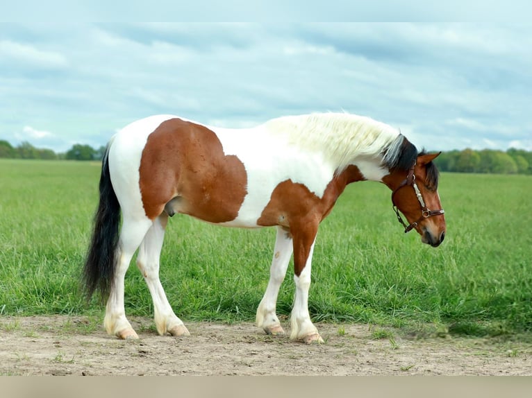 Poni cuarto de milla Caballo castrado 4 años Pío in Purdy, MO