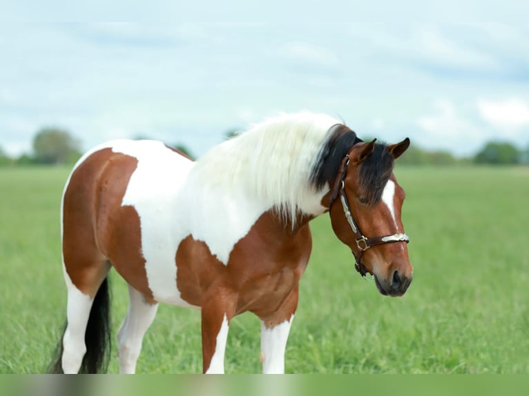 Poni cuarto de milla Caballo castrado 4 años Pío in Purdy, MO