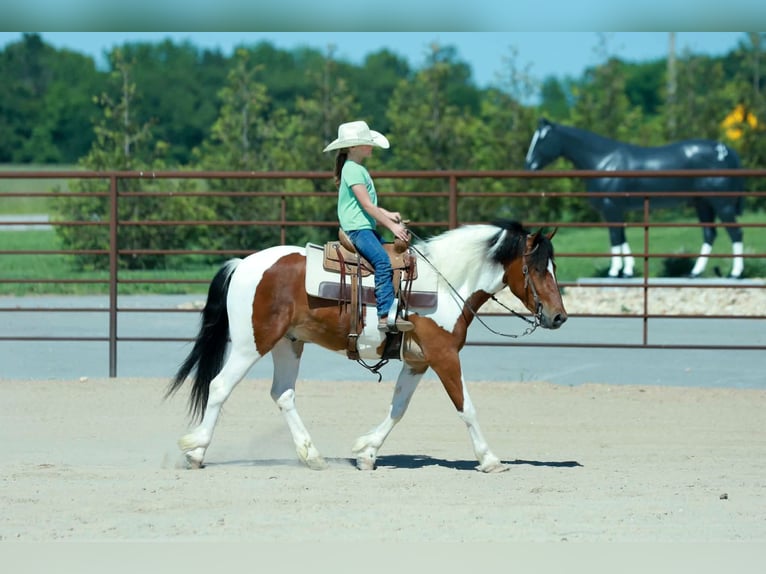 Poni cuarto de milla Caballo castrado 4 años Pío in Purdy