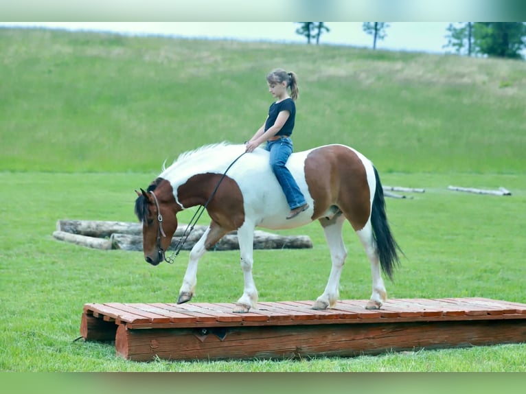Poni cuarto de milla Caballo castrado 4 años Pío in Purdy