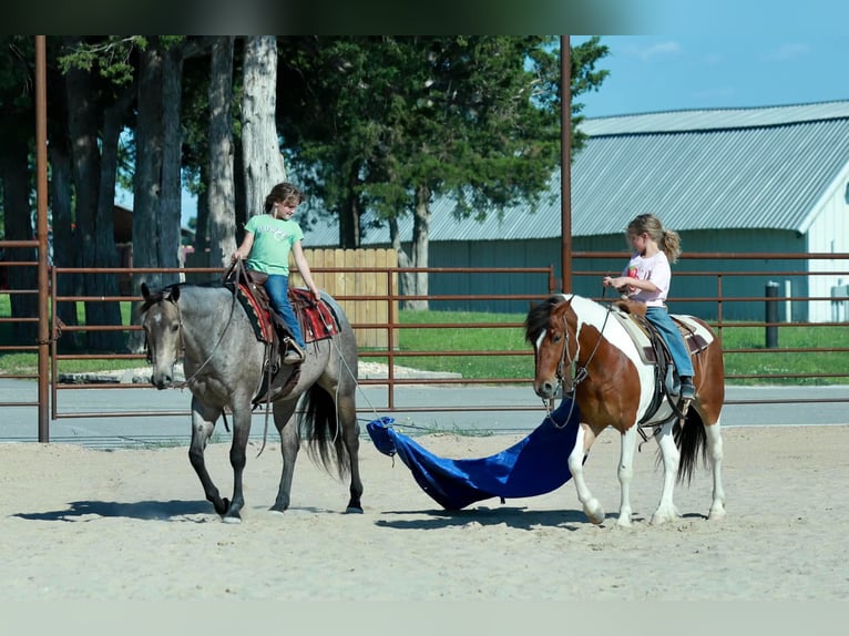 Poni cuarto de milla Caballo castrado 4 años Pío in Purdy
