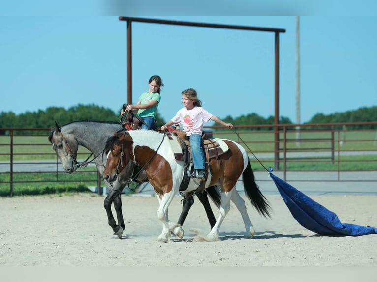 Poni cuarto de milla Caballo castrado 4 años Pío in Purdy