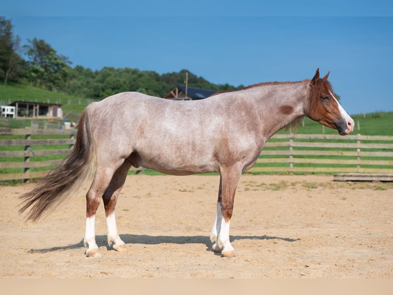Poni cuarto de milla Caballo castrado 4 años Ruano alazán in Baltic