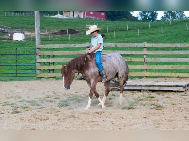 Poni cuarto de milla Caballo castrado 4 años Ruano alazán in Baltic