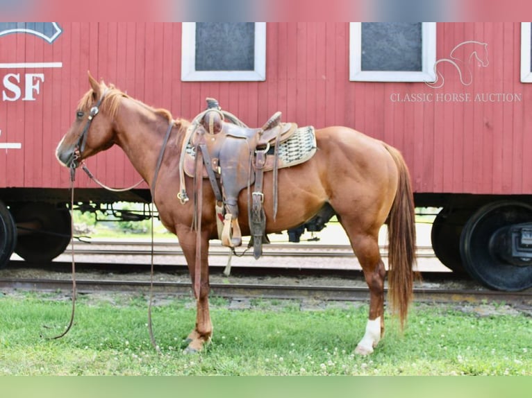 Poni cuarto de milla Caballo castrado 5 años 132 cm Alazán rojizo in Willow Springs, MO