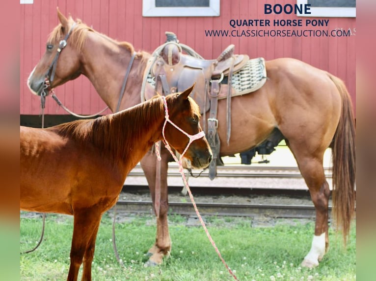 Poni cuarto de milla Caballo castrado 5 años 132 cm Alazán rojizo in Willow Springs, MO