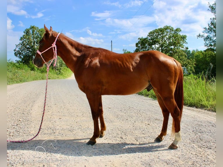 Poni cuarto de milla Caballo castrado 5 años 132 cm Alazán rojizo in Willow Springs, MO