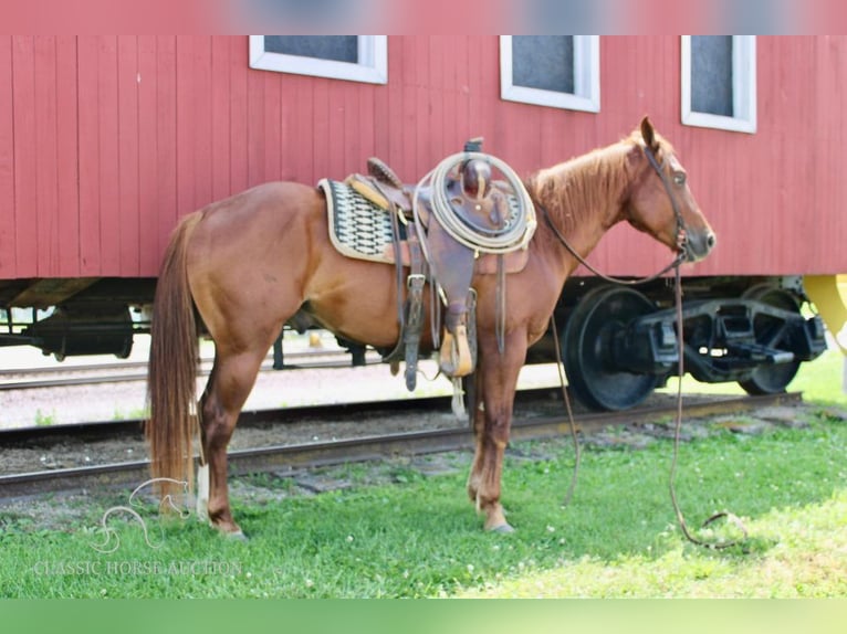 Poni cuarto de milla Caballo castrado 5 años 132 cm Alazán rojizo in Willow Springs, MO