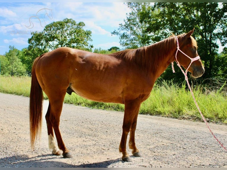 Poni cuarto de milla Caballo castrado 5 años 132 cm Alazán rojizo in Willow Springs, MO