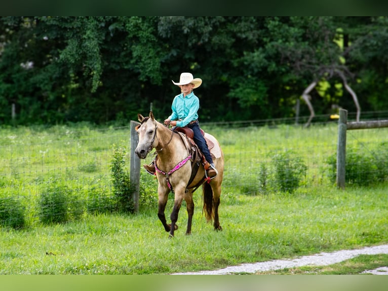 Poni cuarto de milla Caballo castrado 5 años 132 cm Buckskin/Bayo in Pulaski