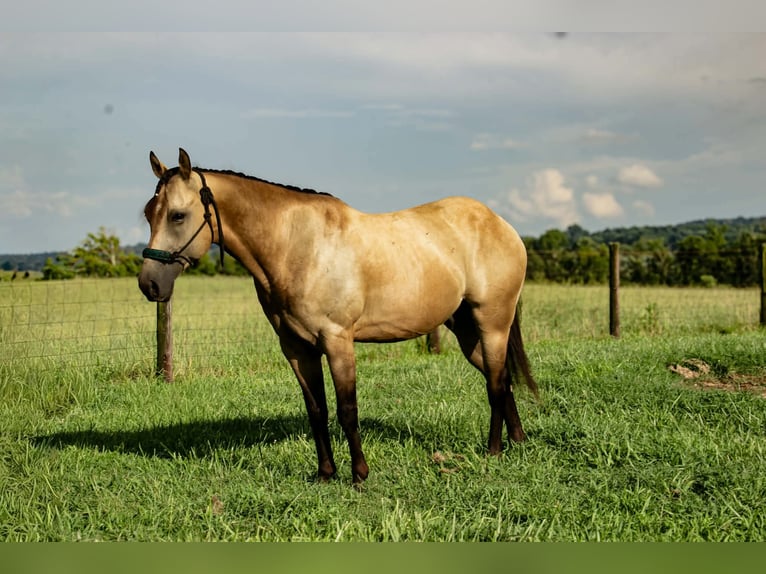 Poni cuarto de milla Caballo castrado 5 años 132 cm Buckskin/Bayo in Pulaski