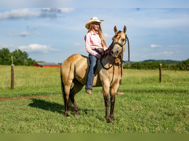 Poni cuarto de milla Caballo castrado 5 años 132 cm Buckskin/Bayo in Pulaski