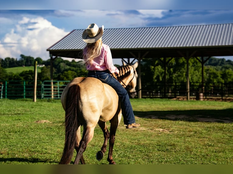 Poni cuarto de milla Caballo castrado 5 años 132 cm Buckskin/Bayo in Pulaski
