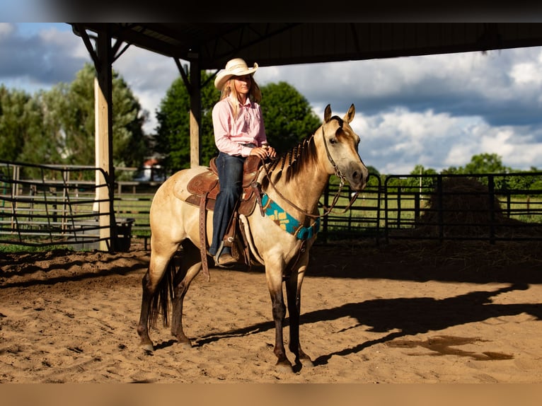 Poni cuarto de milla Caballo castrado 5 años 132 cm Buckskin/Bayo in Pulaski