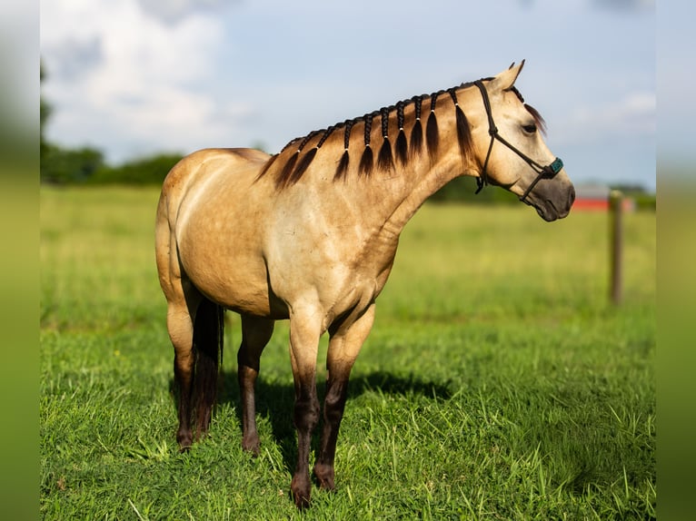 Poni cuarto de milla Caballo castrado 5 años 132 cm Buckskin/Bayo in Pulaski