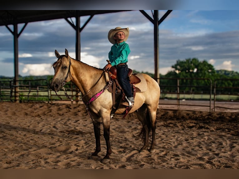 Poni cuarto de milla Caballo castrado 5 años 132 cm Buckskin/Bayo in Pulaski