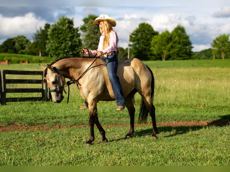 Poni cuarto de milla Caballo castrado 5 años 132 cm Buckskin/Bayo in Pulaski