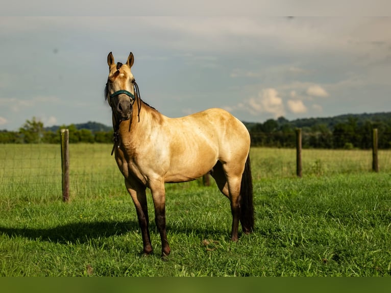 Poni cuarto de milla Caballo castrado 5 años 132 cm Buckskin/Bayo in Pulaski