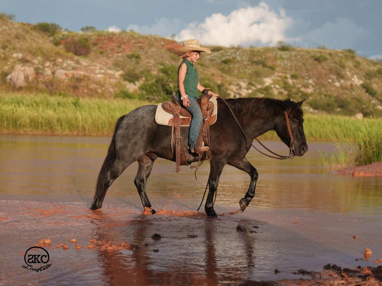 Poni cuarto de milla Caballo castrado 5 años 132 cm Ruano azulado in Canyon