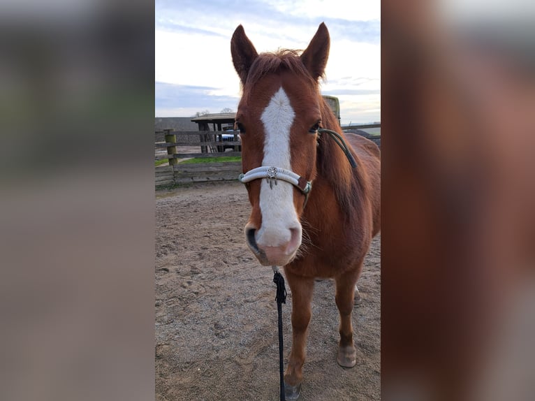 Poni cuarto de milla Mestizo Caballo castrado 5 años 140 cm Alazán in Schönau