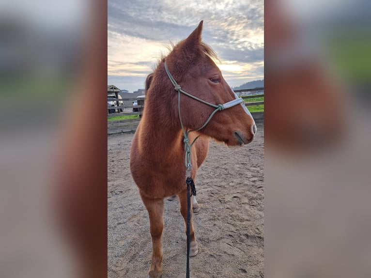 Poni cuarto de milla Mestizo Caballo castrado 5 años 140 cm Alazán in Schönau