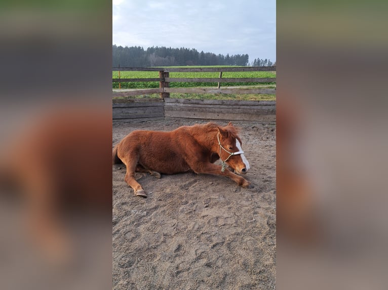 Poni cuarto de milla Mestizo Caballo castrado 5 años 140 cm Alazán in Schönau