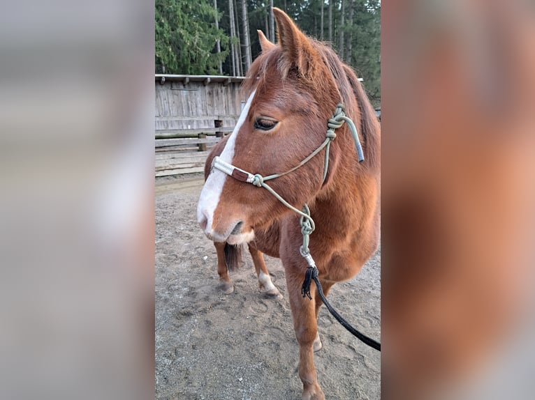 Poni cuarto de milla Mestizo Caballo castrado 5 años 140 cm Alazán in Schönau