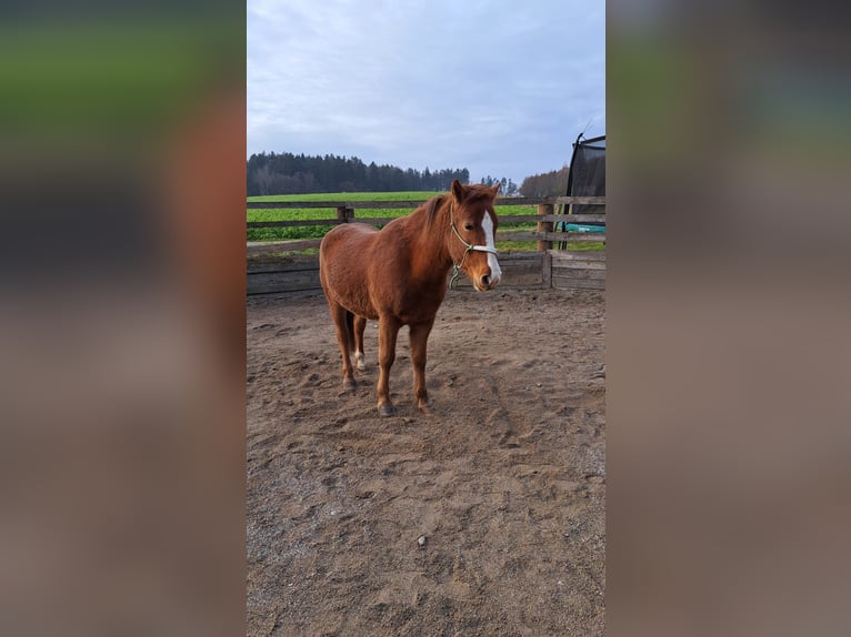 Poni cuarto de milla Mestizo Caballo castrado 5 años 140 cm Alazán in Schönau