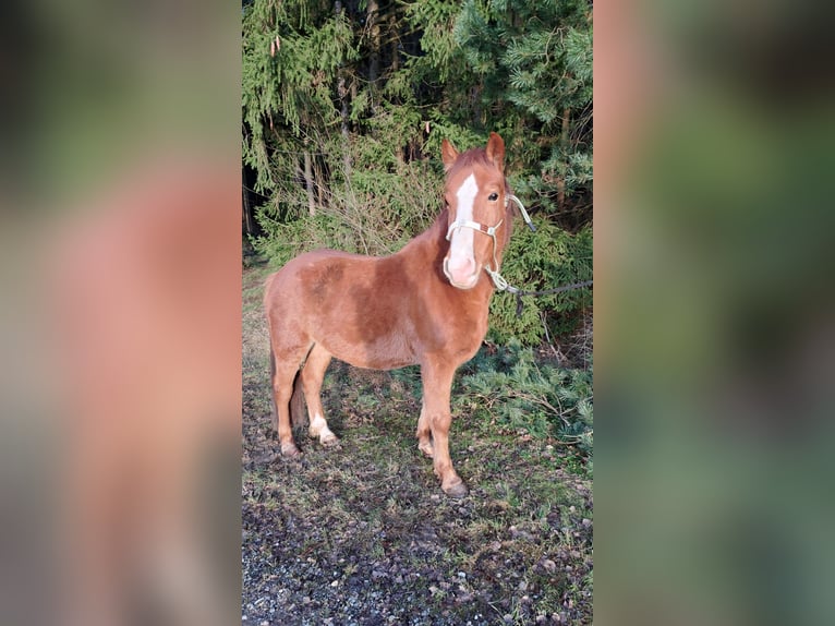 Poni cuarto de milla Mestizo Caballo castrado 5 años 140 cm Alazán in Schönau