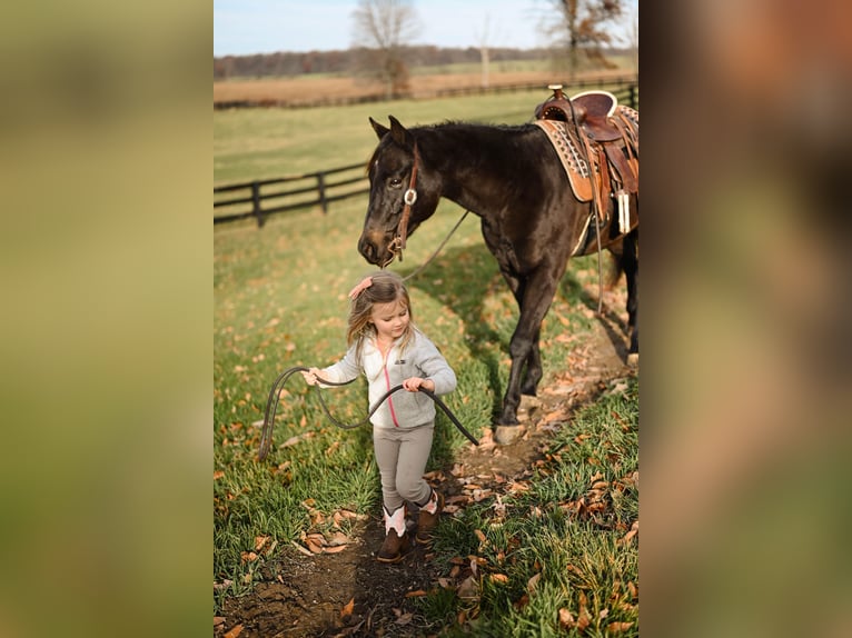 Poni cuarto de milla Caballo castrado 5 años 142 cm Negro in Orrville, OH