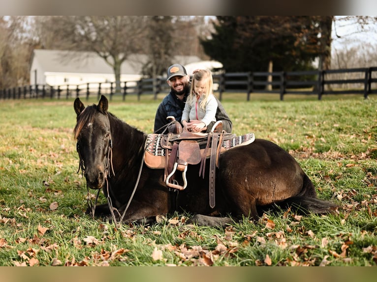 Poni cuarto de milla Caballo castrado 5 años 142 cm Negro in Orrville, OH