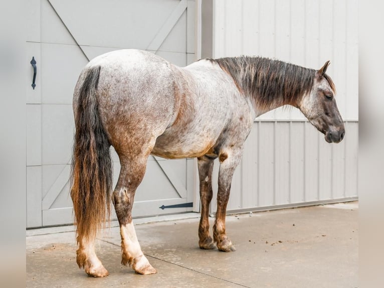 Poni cuarto de milla Caballo castrado 5 años 142 cm Ruano alazán in Sullivan, IL