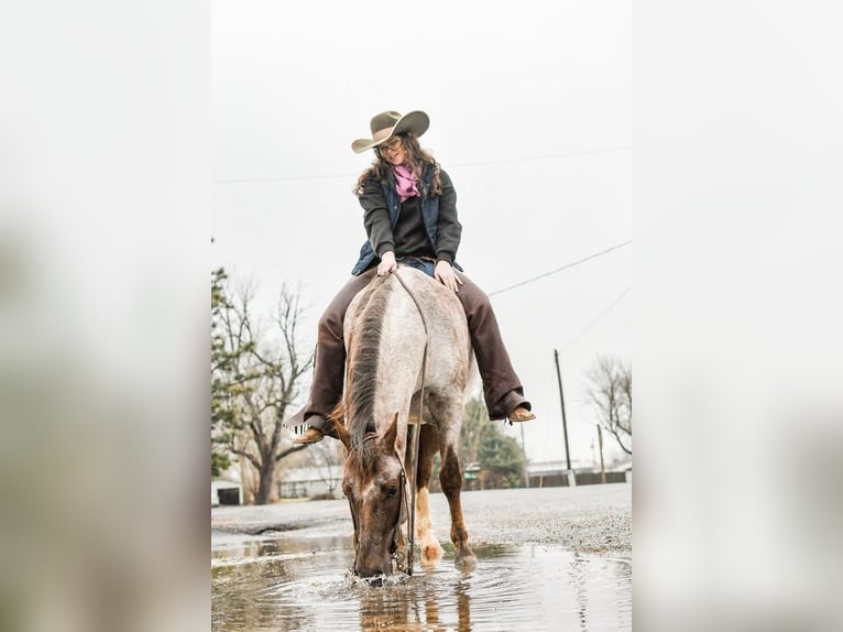 Poni cuarto de milla Caballo castrado 5 años 142 cm Ruano alazán in Sullivan, IL