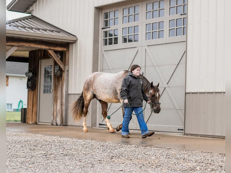 Poni cuarto de milla Caballo castrado 5 años 142 cm Ruano alazán in Sullivan, IL