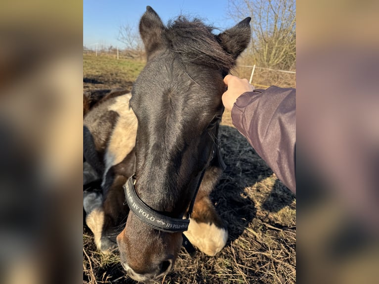 Poni cuarto de milla Mestizo Caballo castrado 5 años 154 cm Pío in Röblingen am See