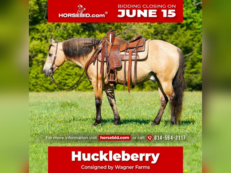 Poni cuarto de milla Caballo castrado 5 años Buckskin/Bayo in Clarion