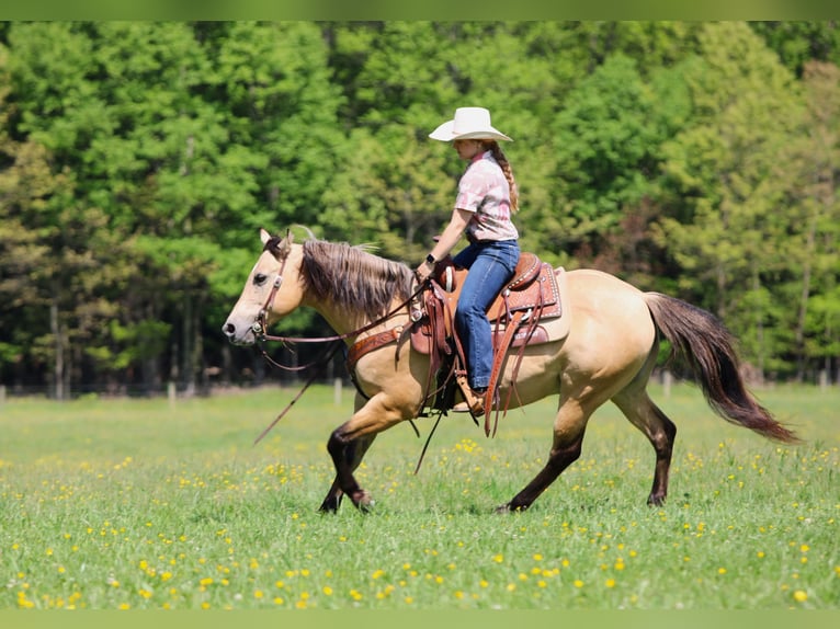 Poni cuarto de milla Caballo castrado 5 años Buckskin/Bayo in Clarion