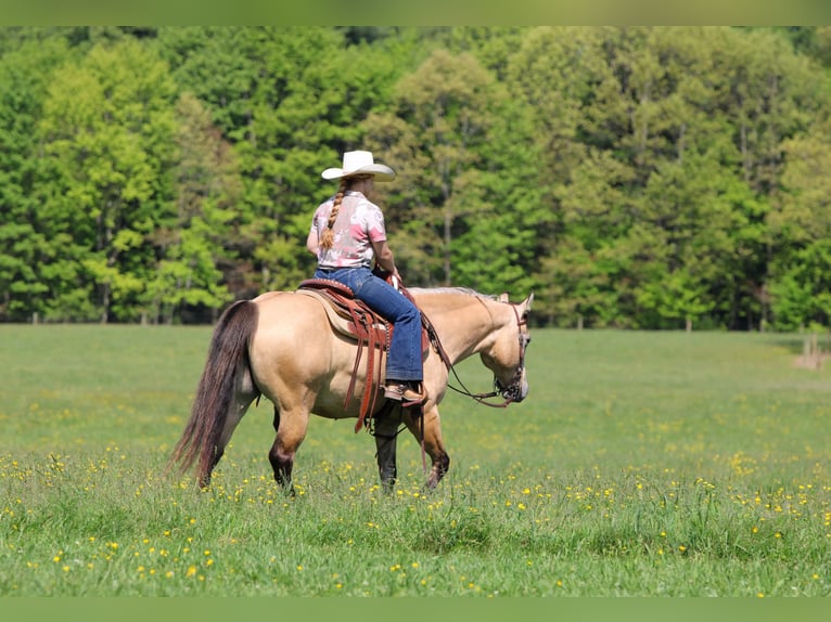 Poni cuarto de milla Caballo castrado 5 años Buckskin/Bayo in Clarion
