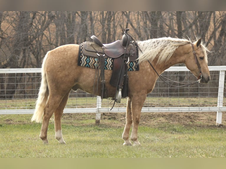 Poni cuarto de milla Caballo castrado 5 años Palomino in Seymour