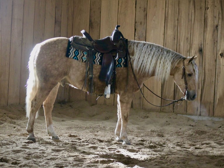 Poni cuarto de milla Caballo castrado 5 años Palomino in Seymour