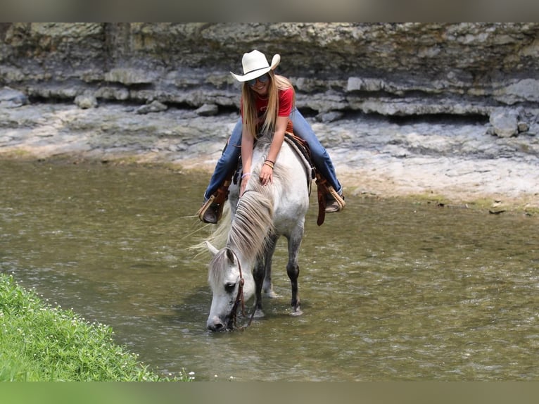 Poni cuarto de milla Caballo castrado 6 años 122 cm Tordo in Pilot Point, TX