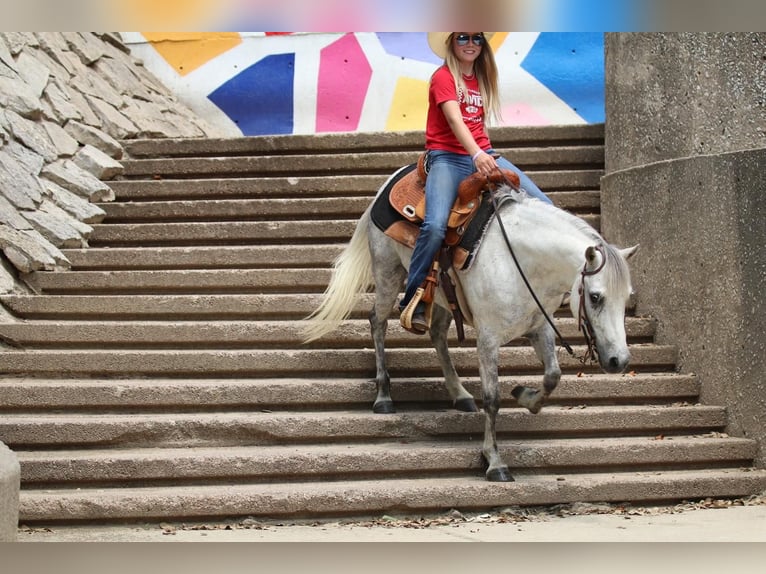 Poni cuarto de milla Caballo castrado 6 años 122 cm Tordo in Pilot Point, TX