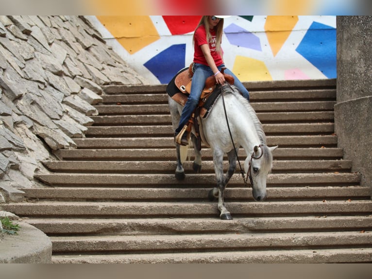 Poni cuarto de milla Caballo castrado 6 años 122 cm Tordo in Pilot Point