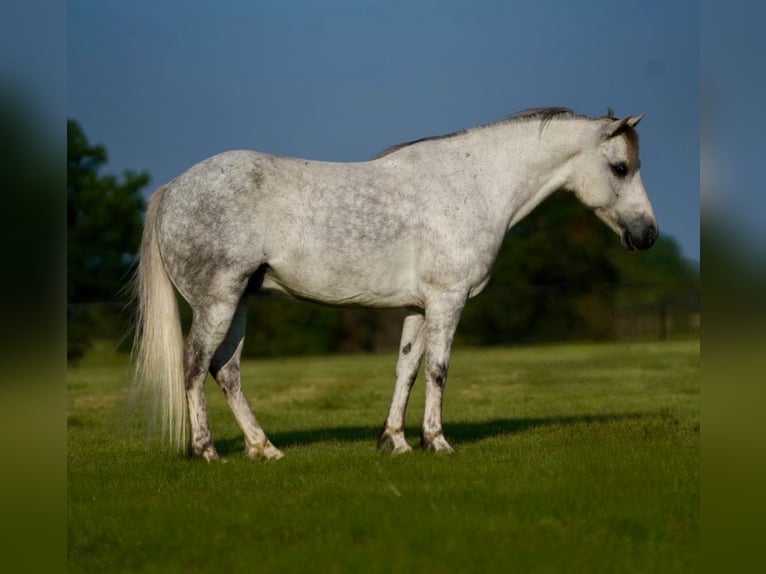 Poni cuarto de milla Caballo castrado 6 años 122 cm Tordo in Pilot Point