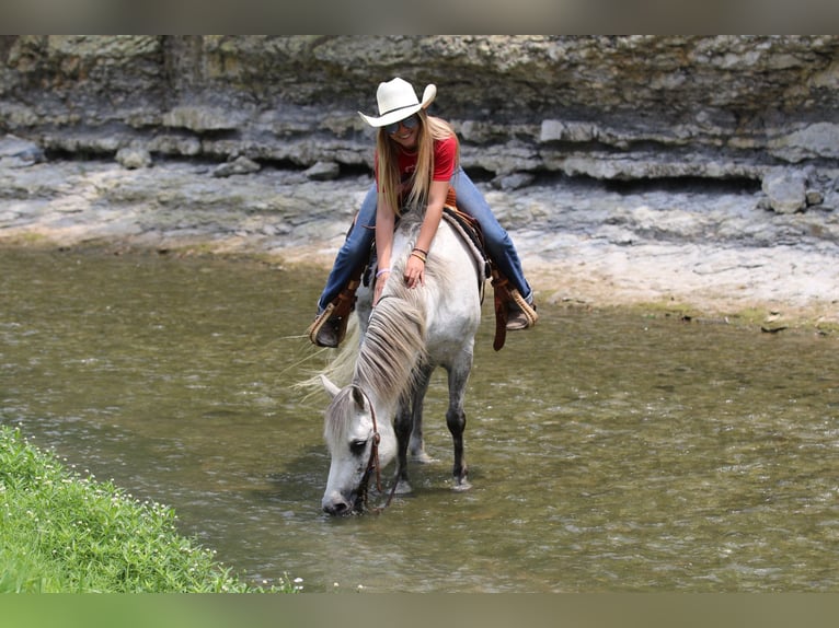 Poni cuarto de milla Caballo castrado 6 años 122 cm Tordo in Pilot Point