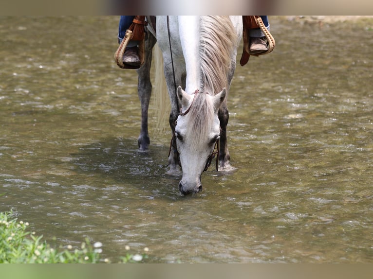 Poni cuarto de milla Caballo castrado 6 años 122 cm Tordo in Pilot Point